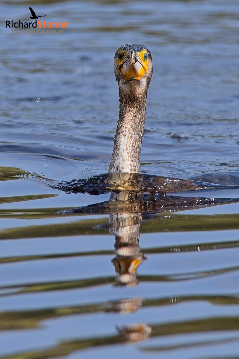Cormorant