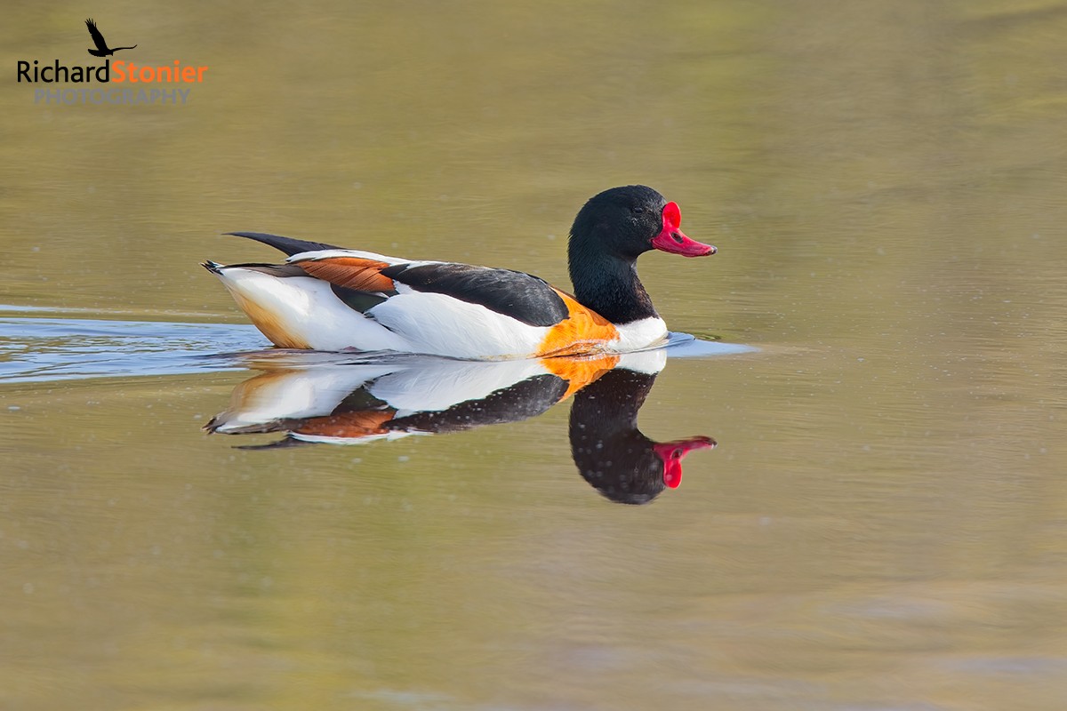 Shelduck