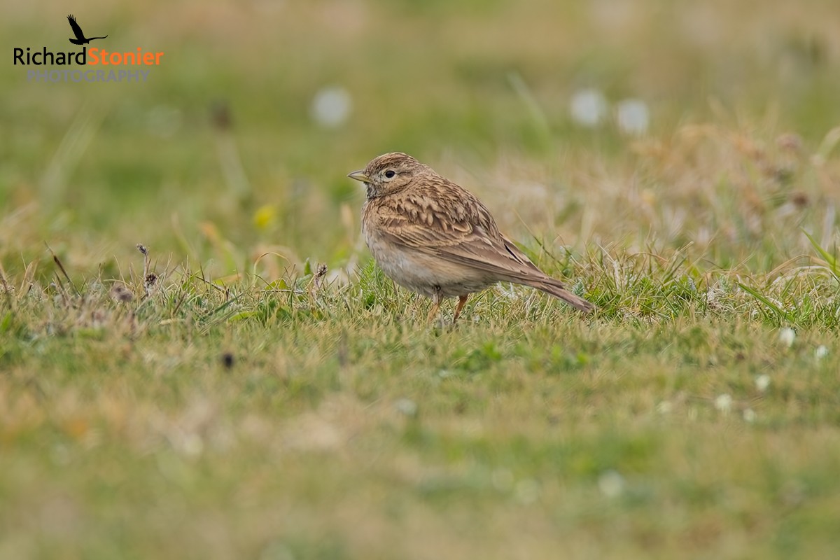 Short-toed Lark