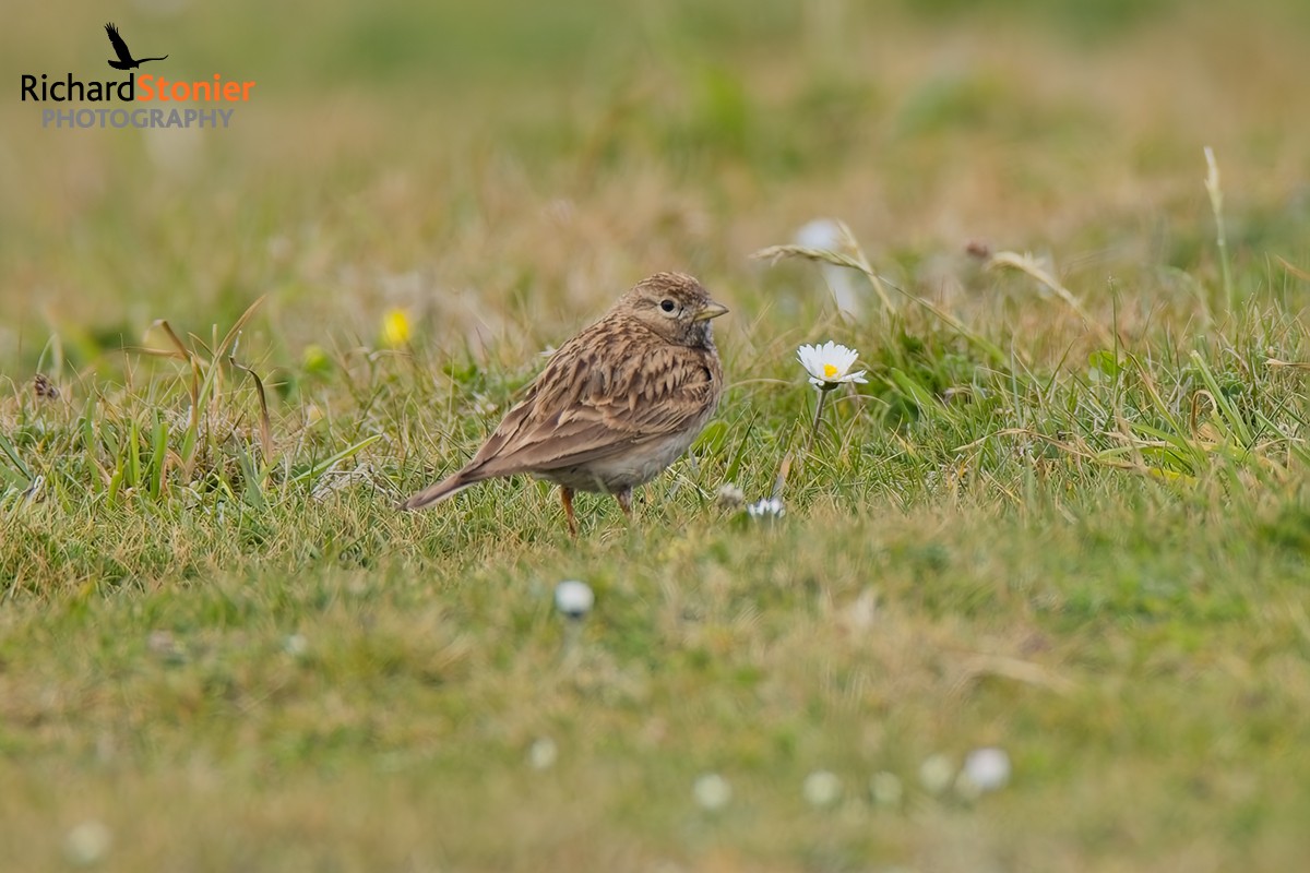 Short-toed Lark