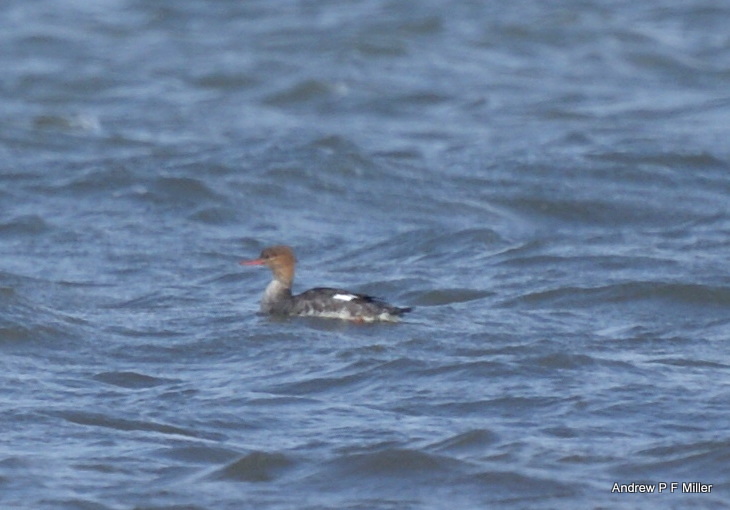 Red-breasted Merganser