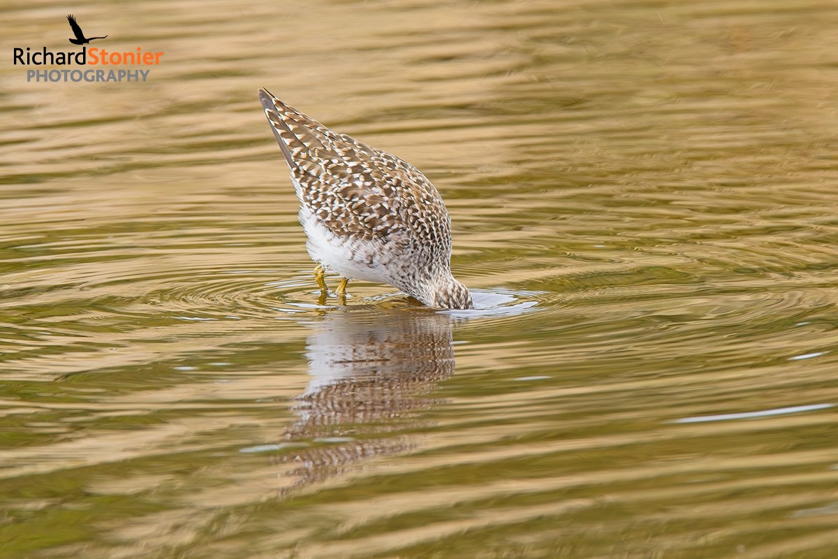 Wood Sandpiper