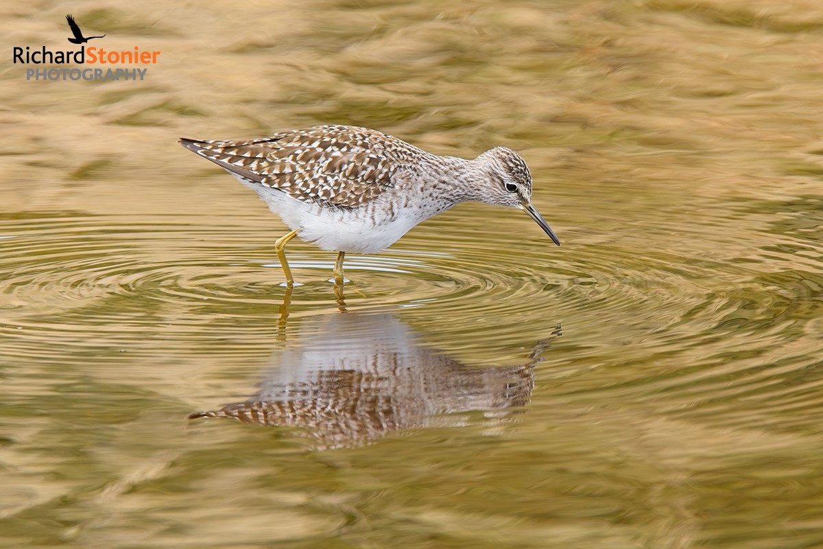 Wood Sandpiper