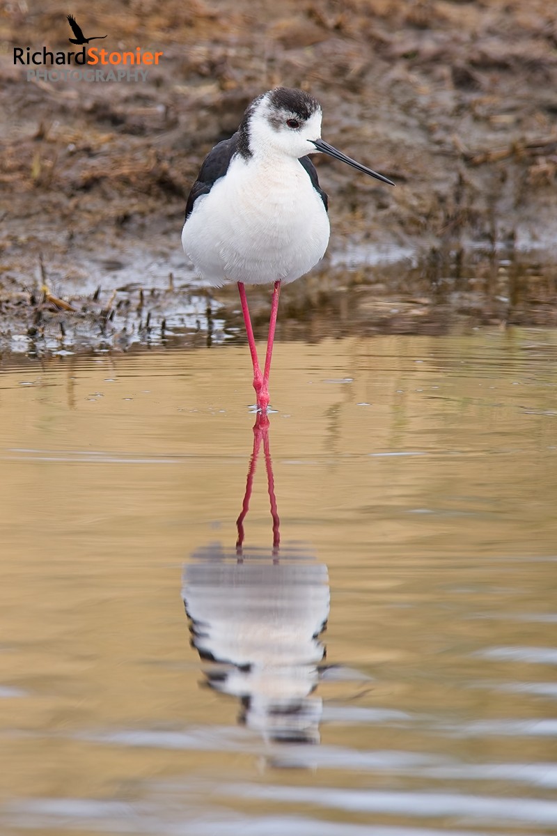 Black-winged Stilt