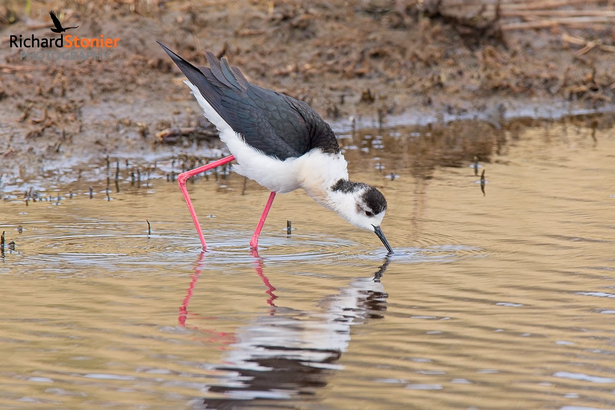 Black-winged Stilt