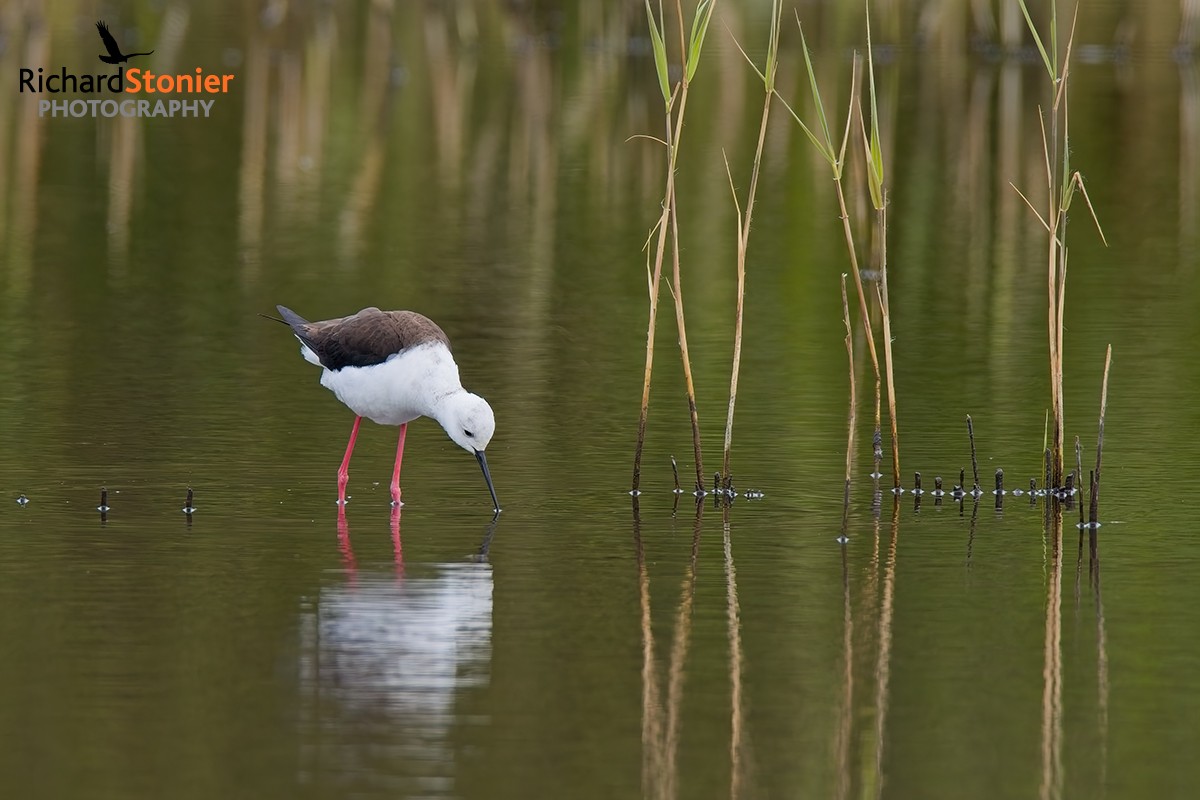Black-winged Stilt