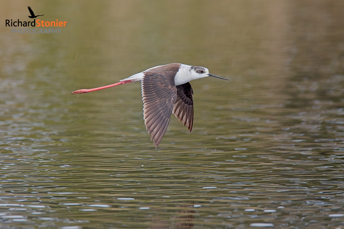 Black-winged Stilt