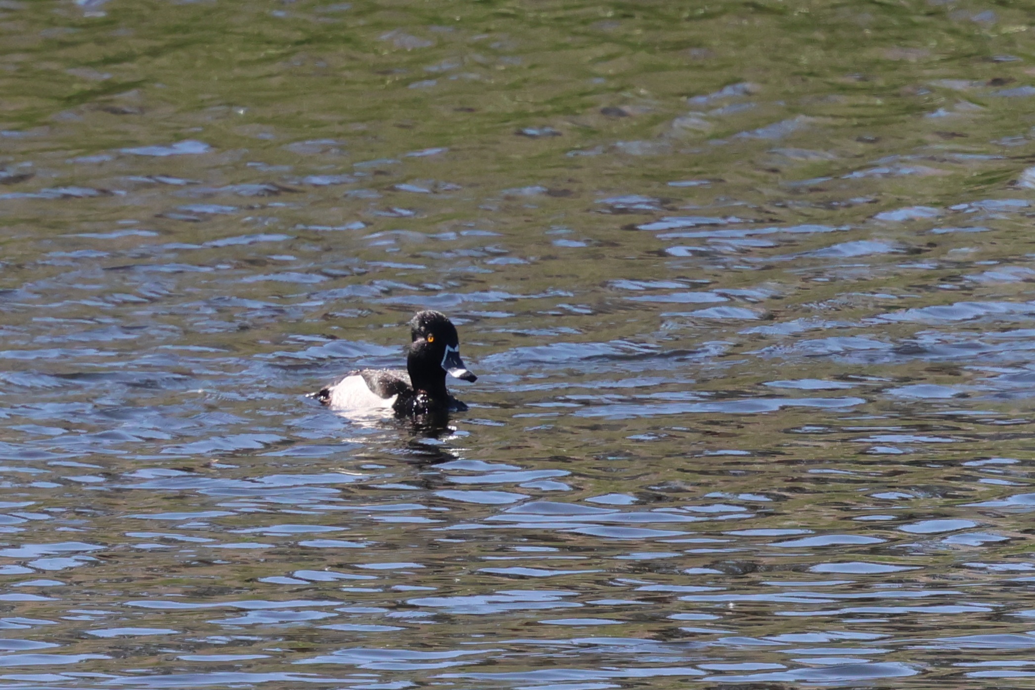 Ring-necked Duck