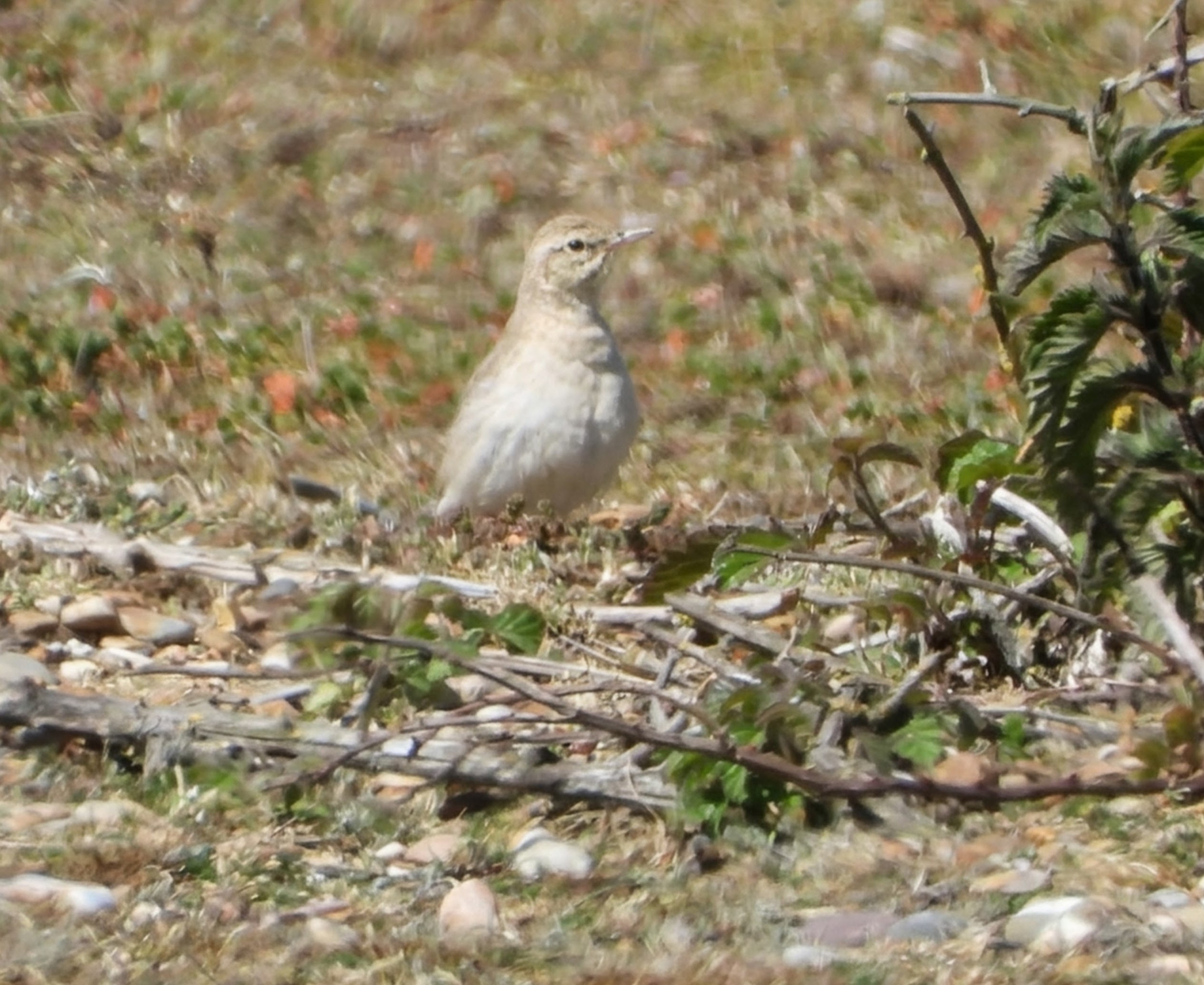 Tawny Pipit