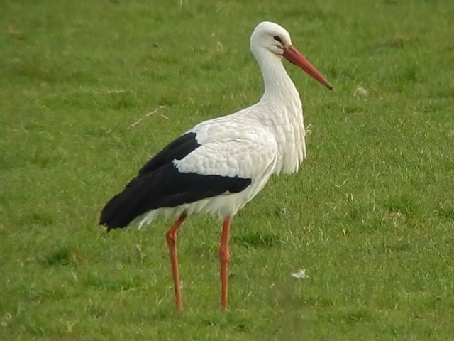 White Stork