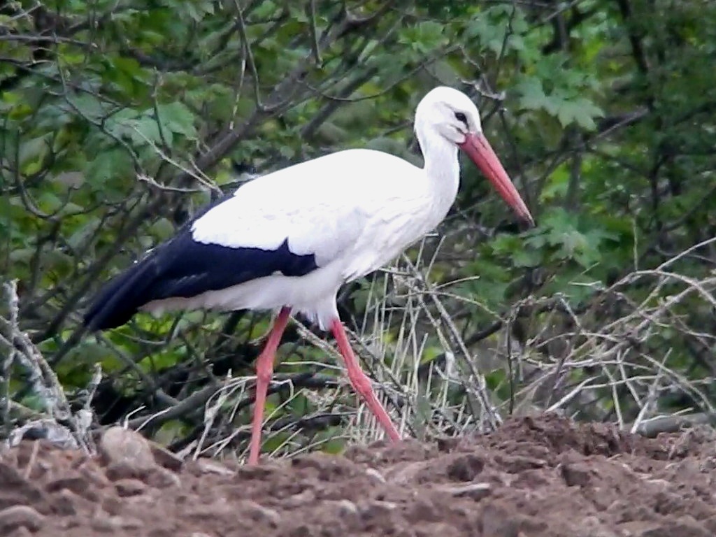White Stork