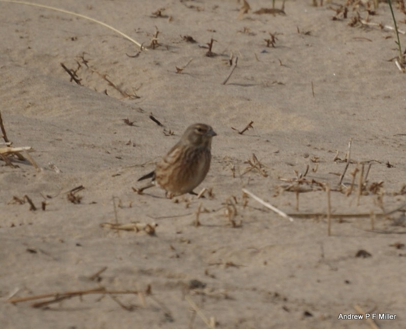 Linnet
