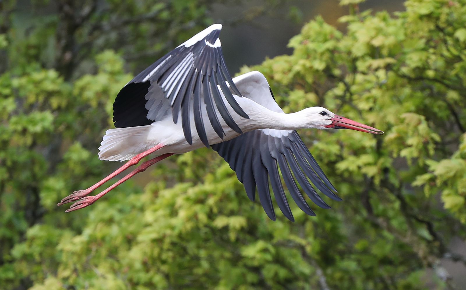 White Stork