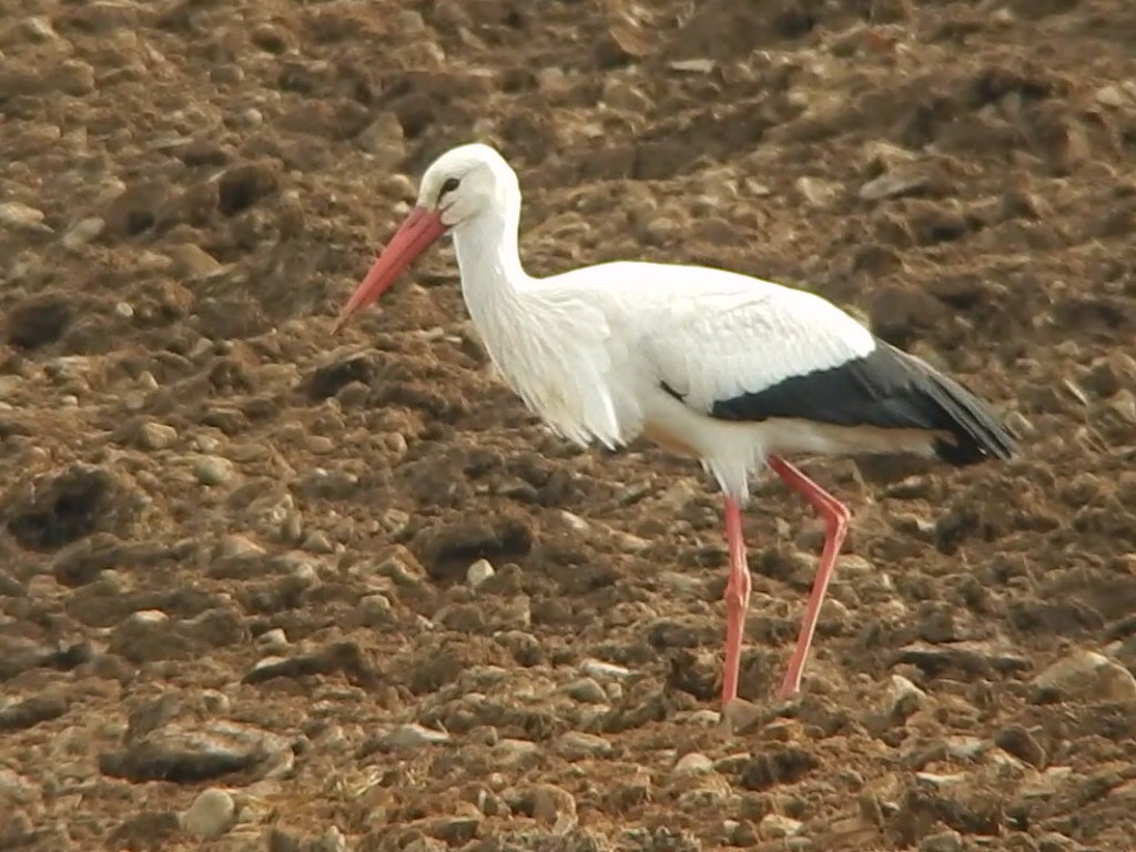 White Stork