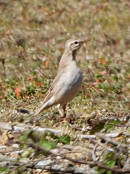 Tawny Pipit
