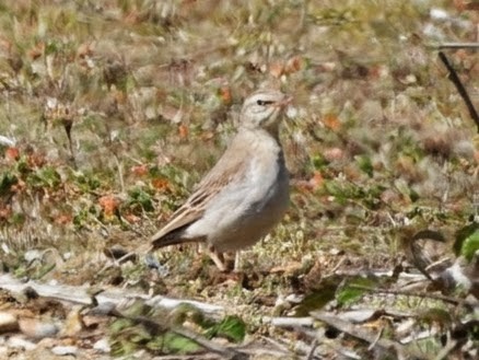 Tawny Pipit 