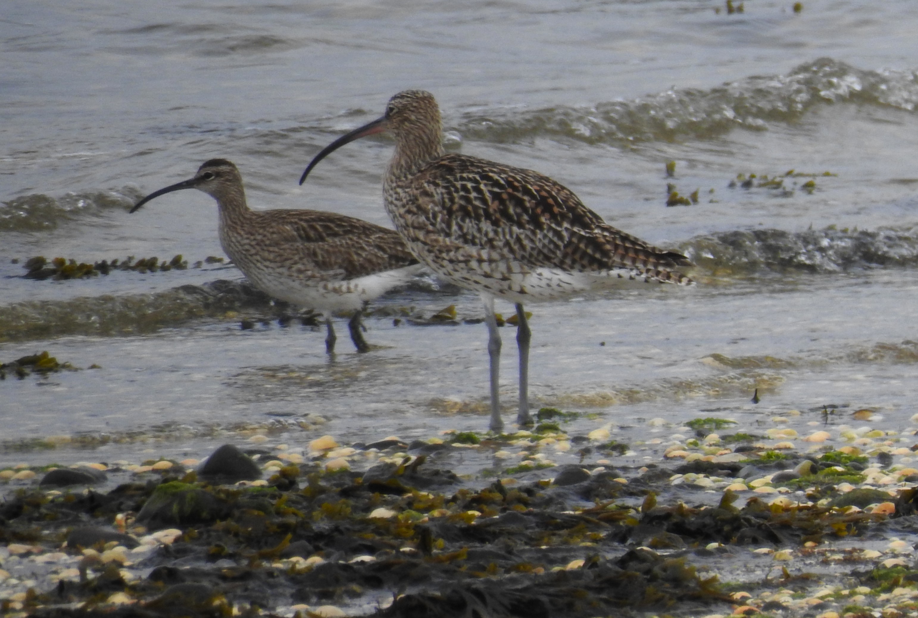 Whimbrel