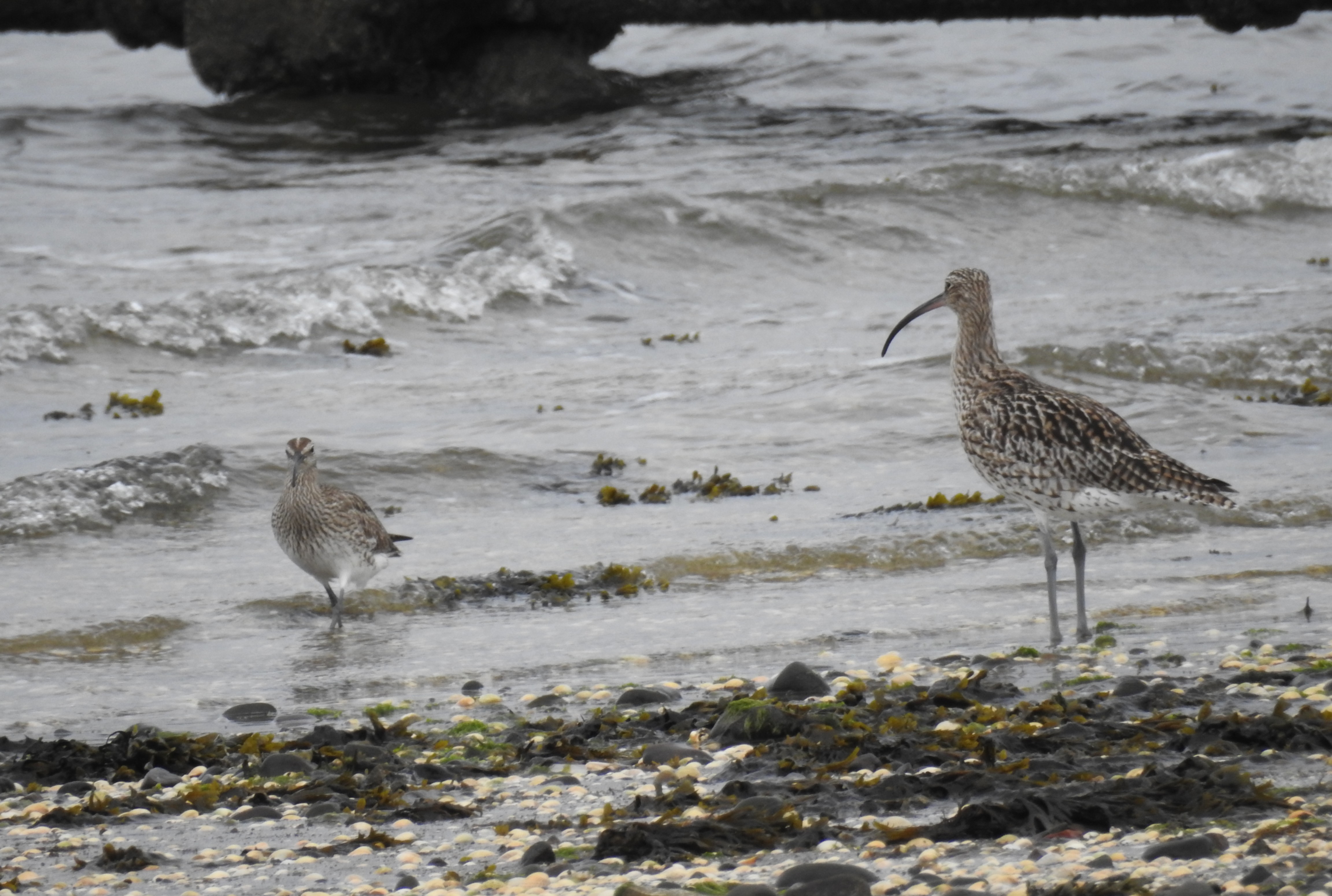 Whimbrel