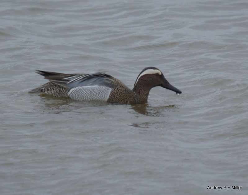 Garganey