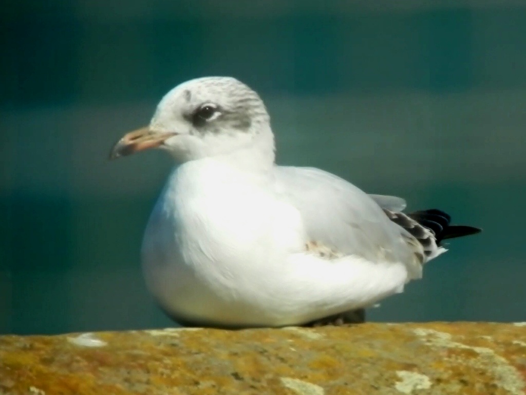Mediterranean Gull