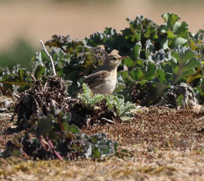 Tawny Pipit