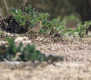 Tawny Pipit