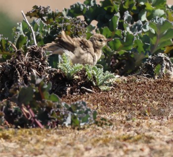 Tawny Pipit