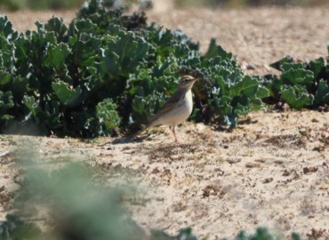 Tawny Pipit