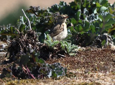 Tawny Pipit