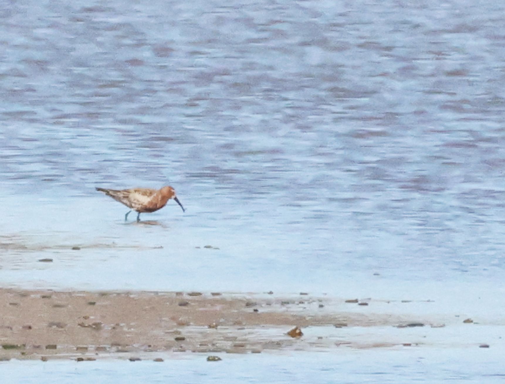 Curlew Sandpiper