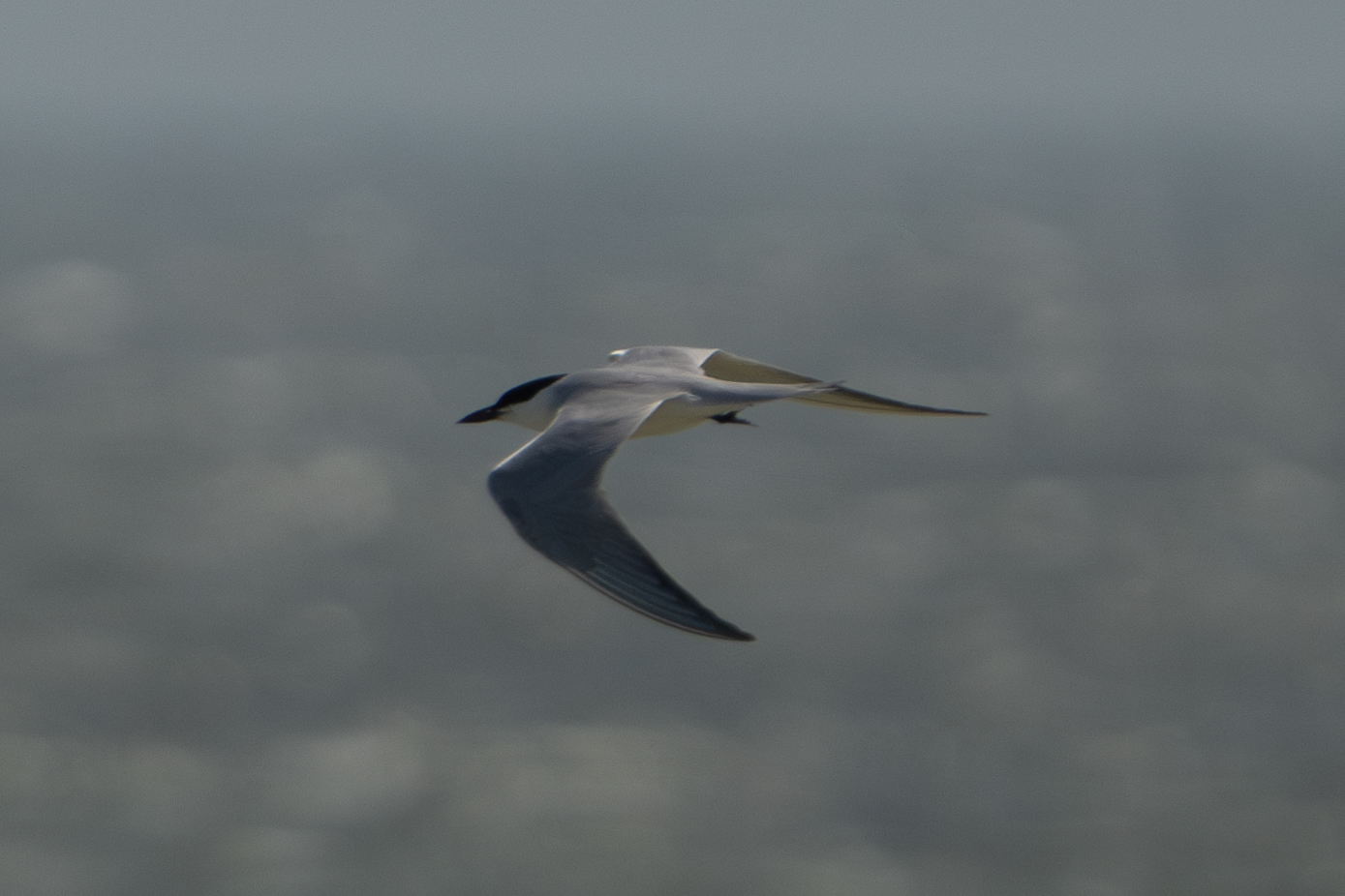 Gull-billed Tern