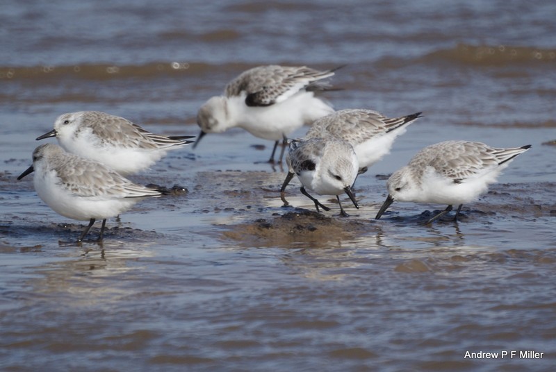 Sanderling