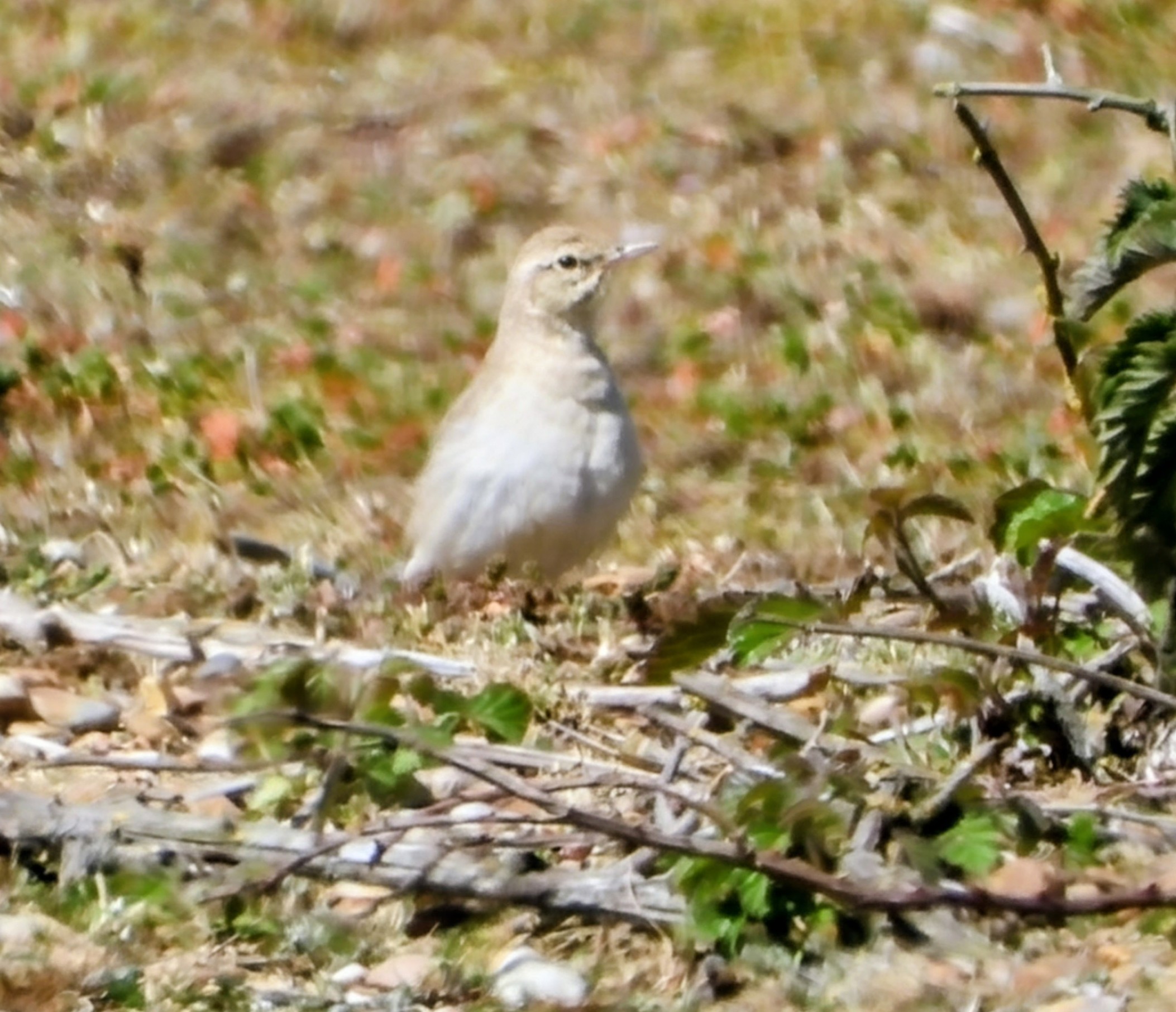Tawny Pipit 
