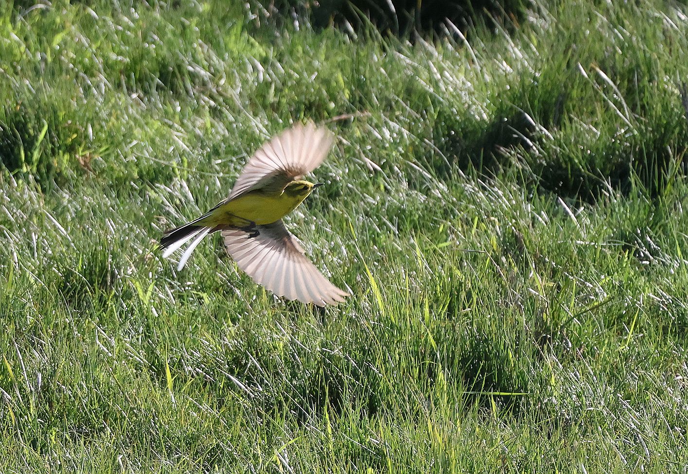 Yellow Wagtail