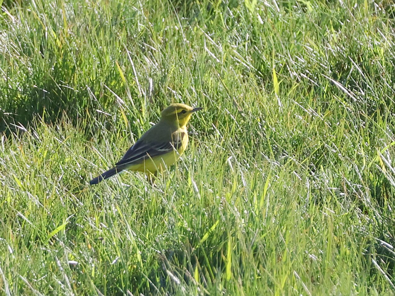 Yellow Wagtail