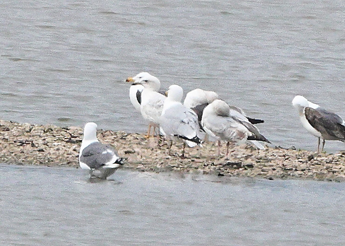 Caspian Gull