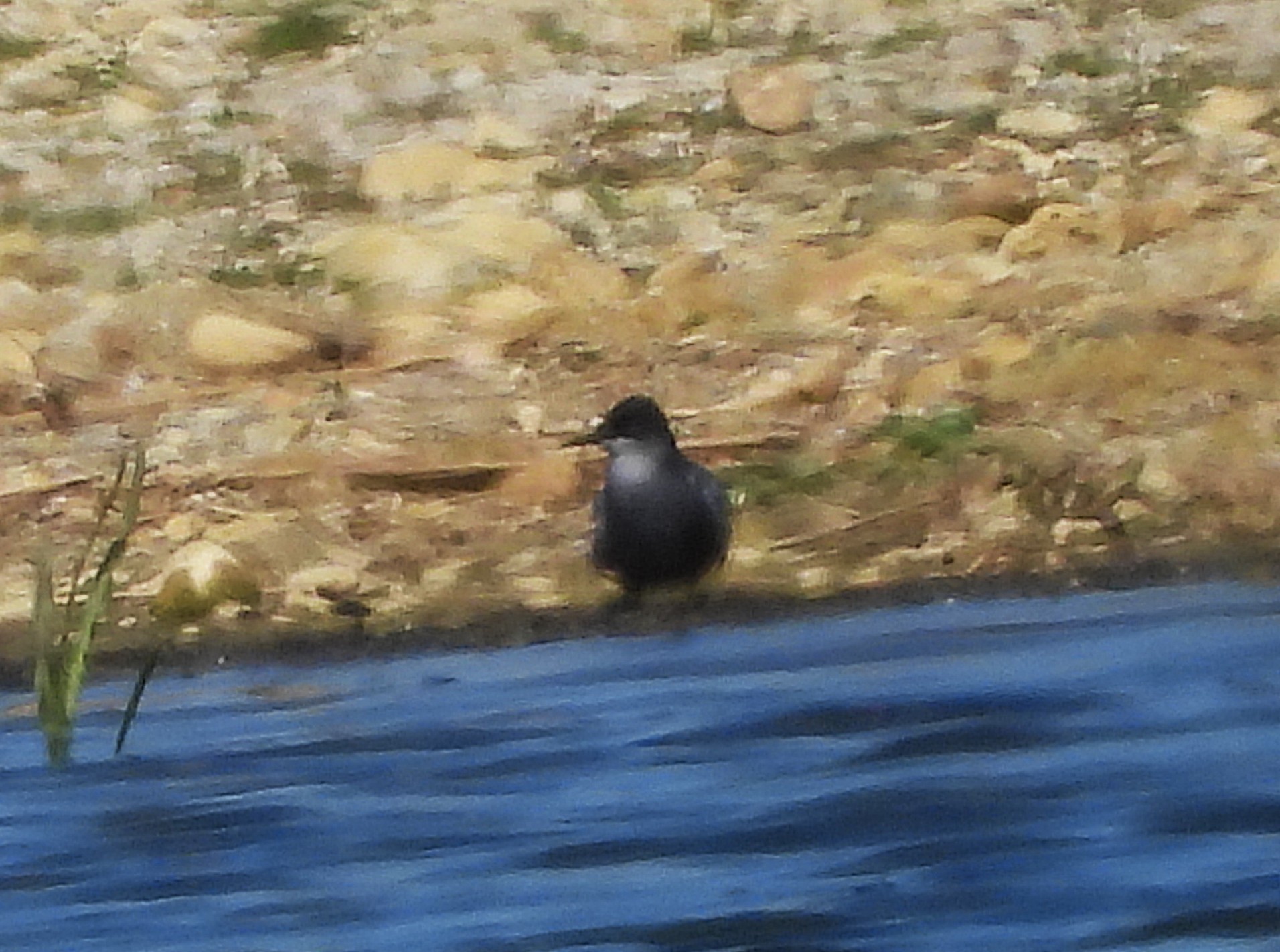 Black Tern