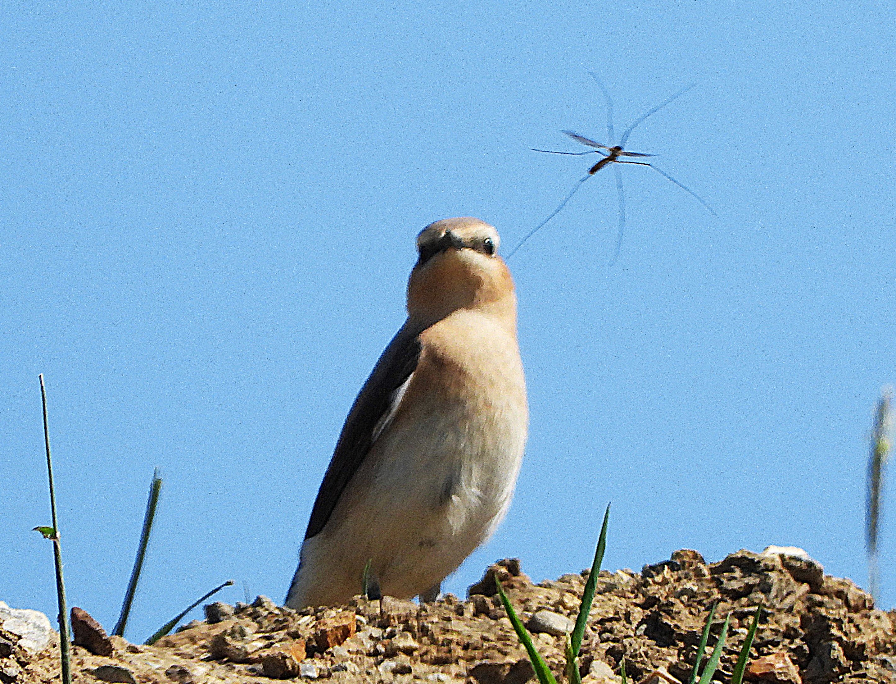 Wheatear