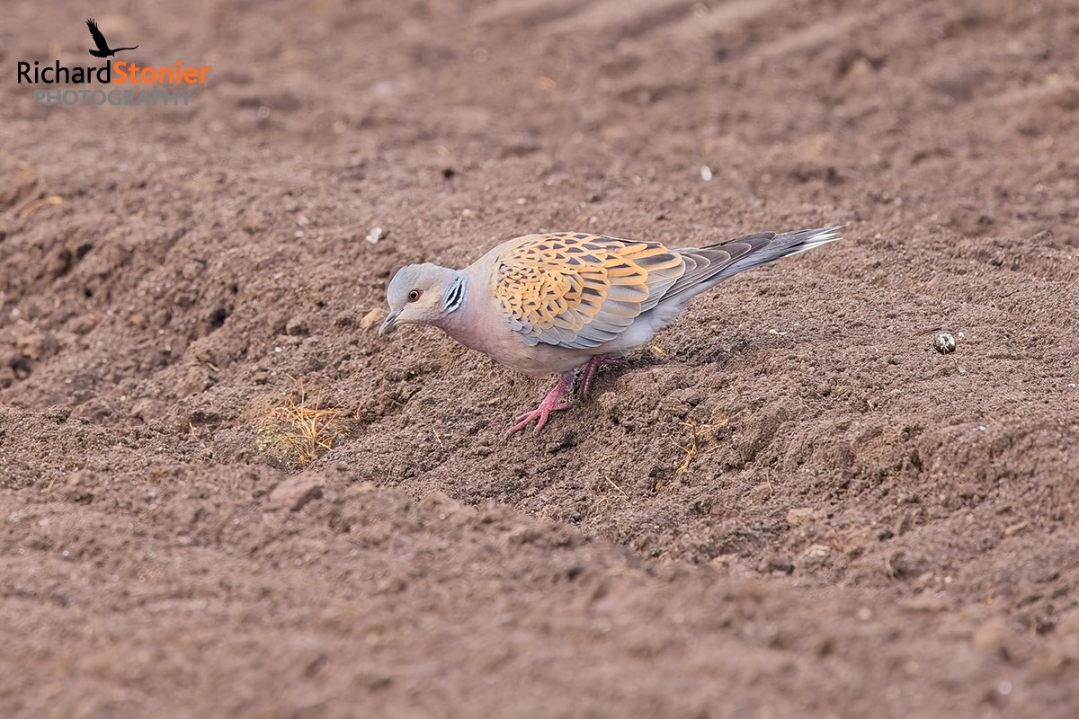 Turtle Dove
