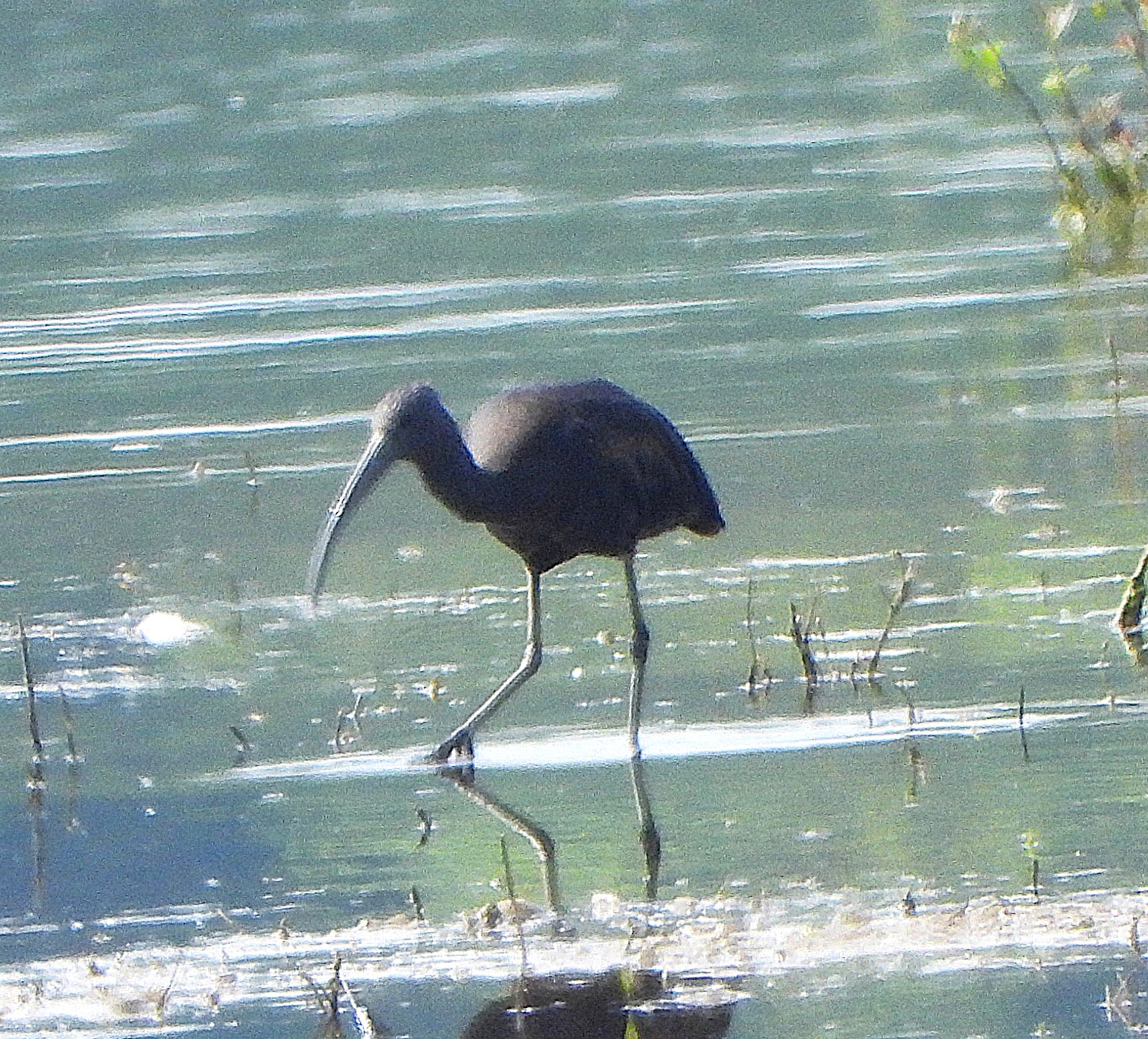 Glossy Ibis