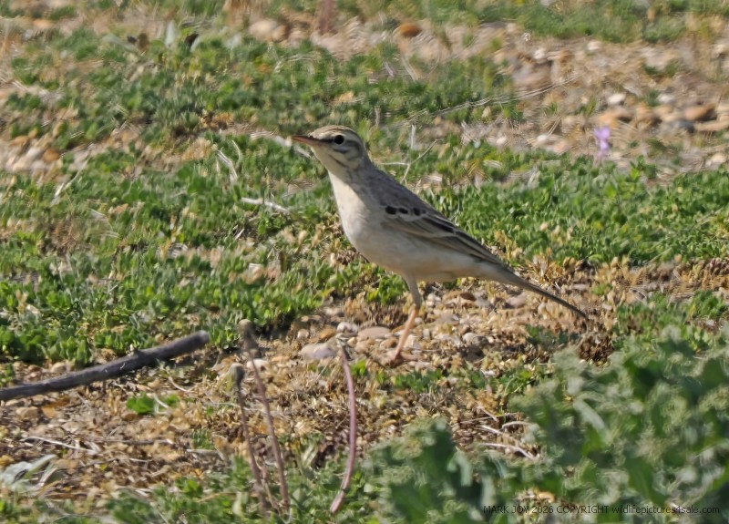 Tawny Pipit