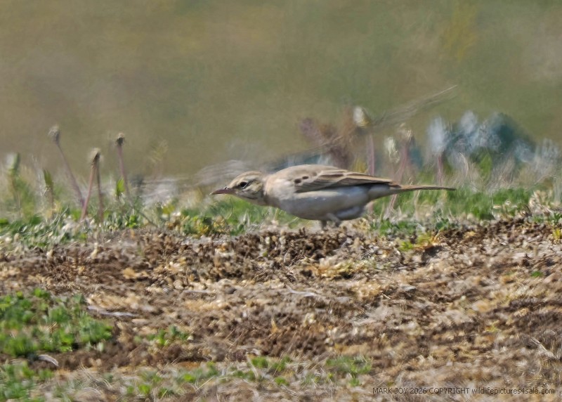 Tawny Pipit