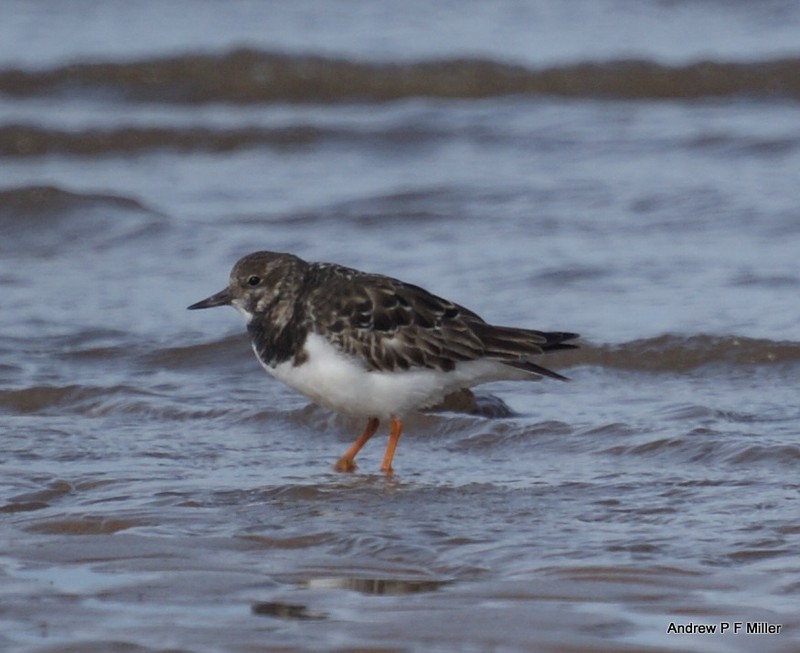Turnstone