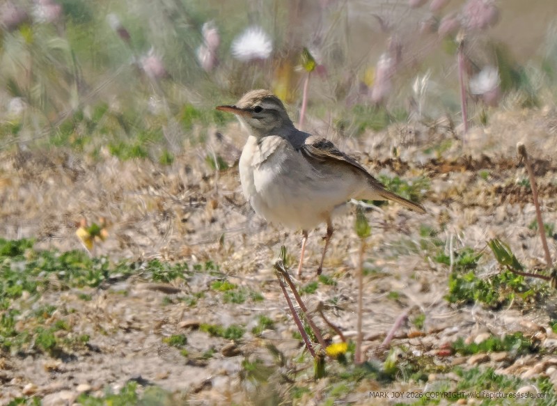 Tawny Pipit