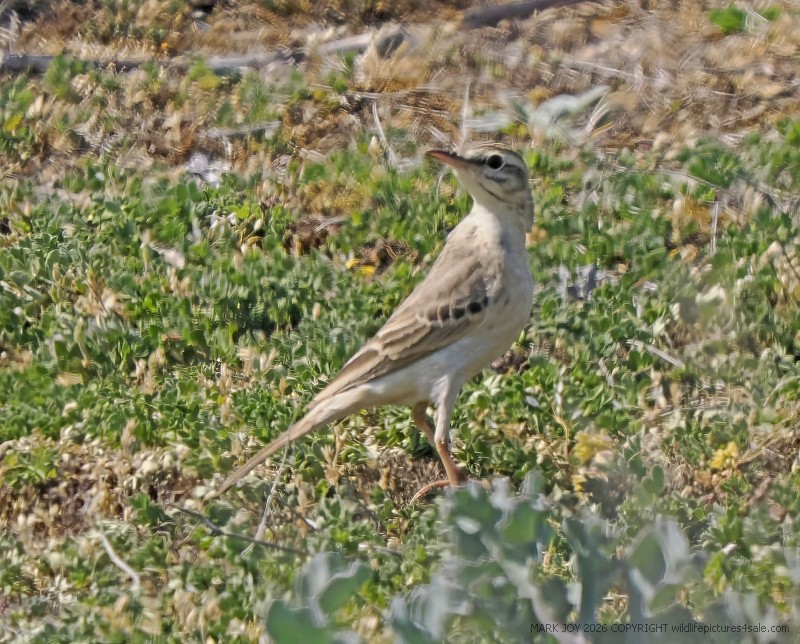 Tawny Pipit