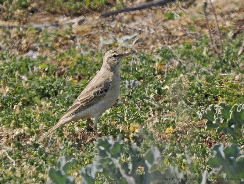 Tawny Pipit