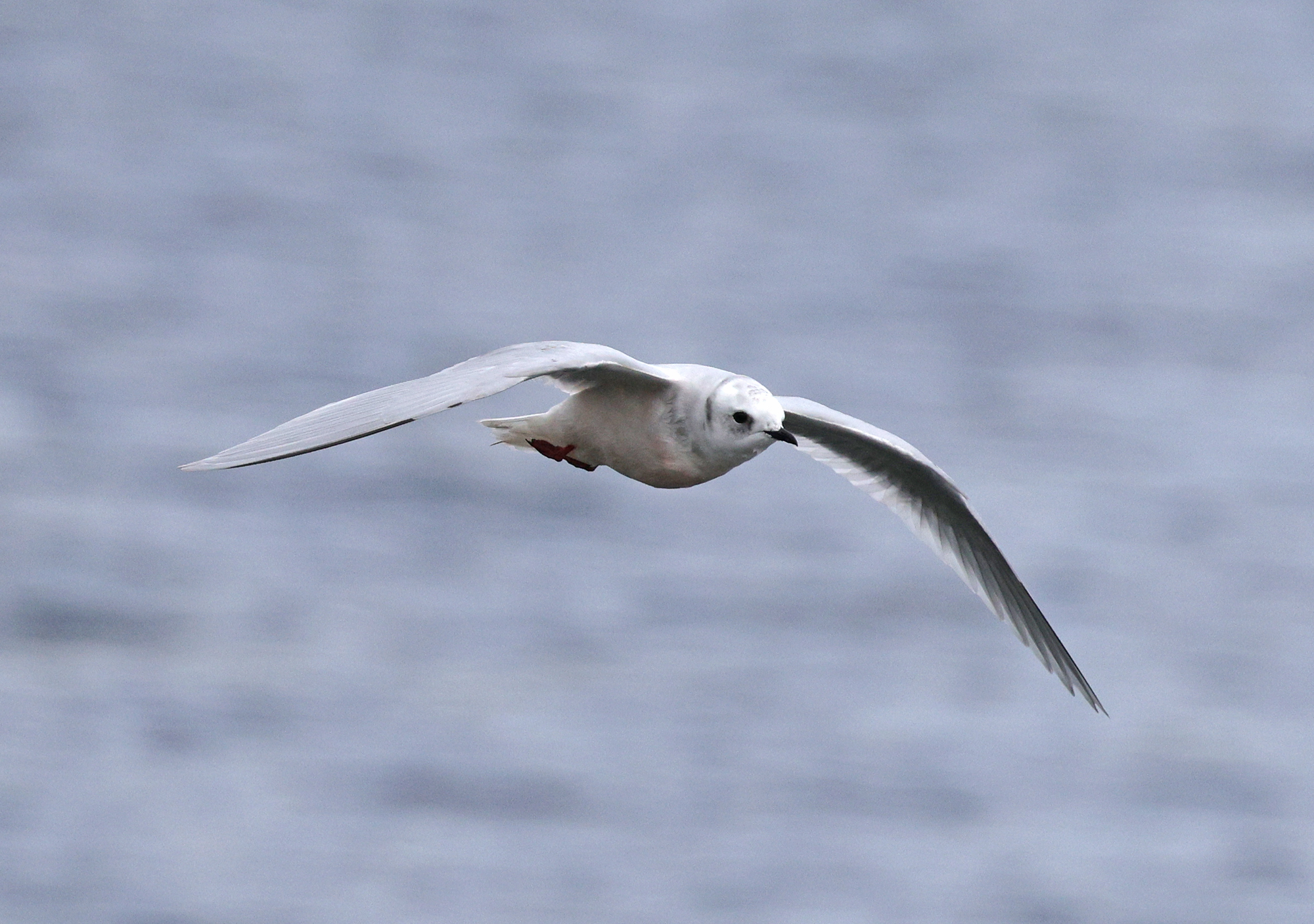 Ross's Gull