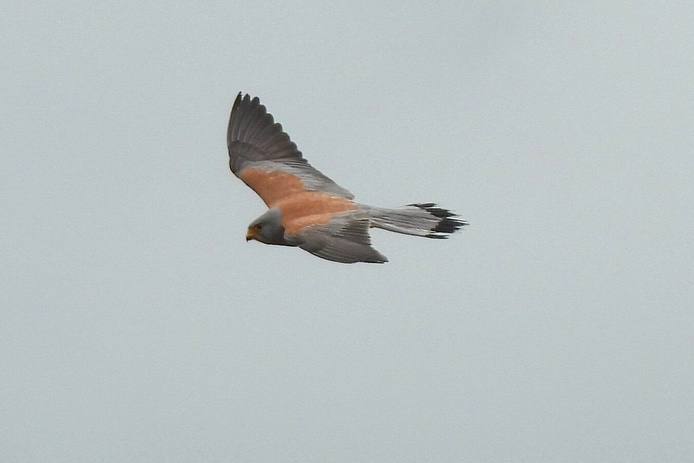 Lesser Kestrel