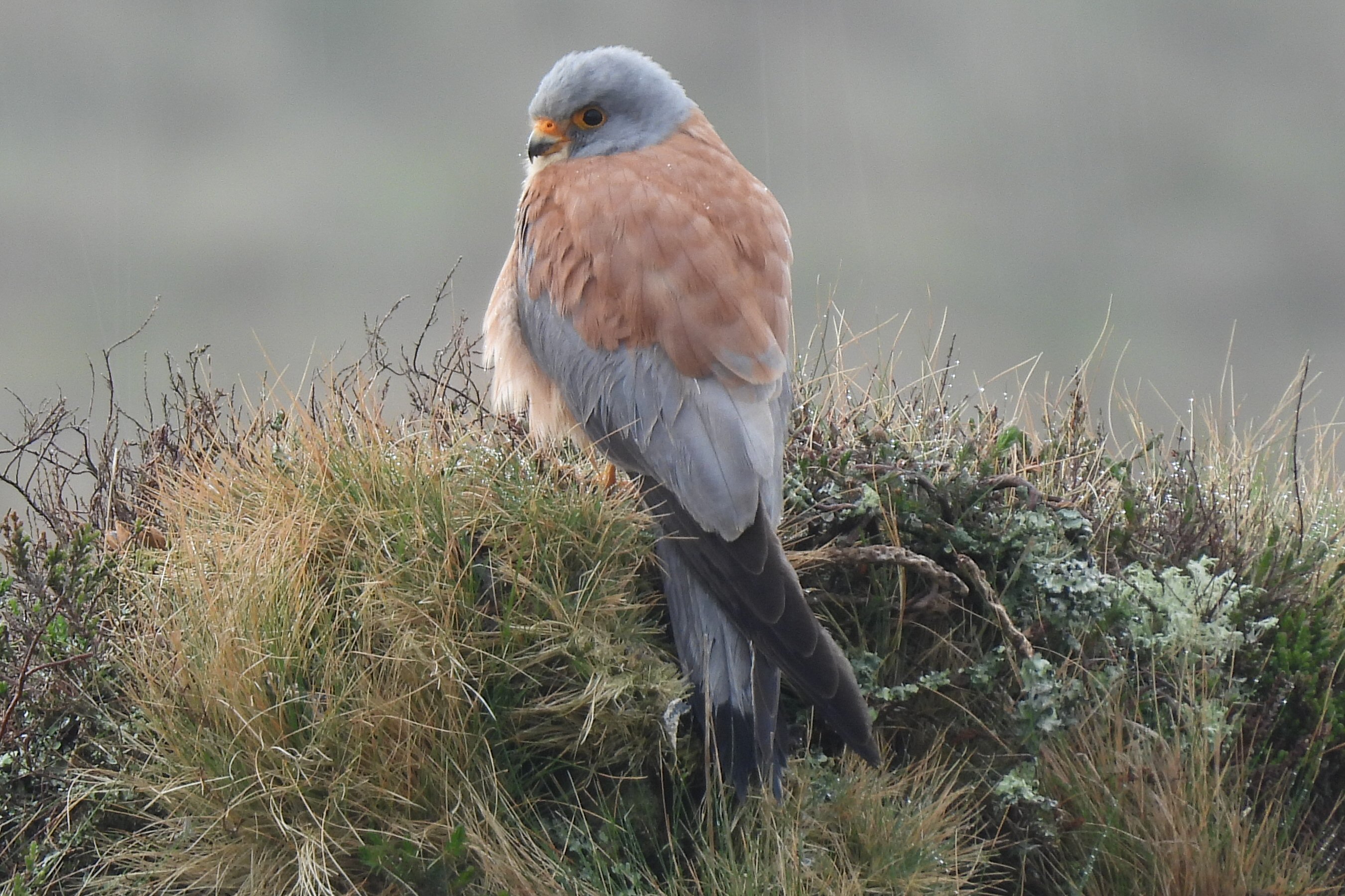 Lesser Kestrel