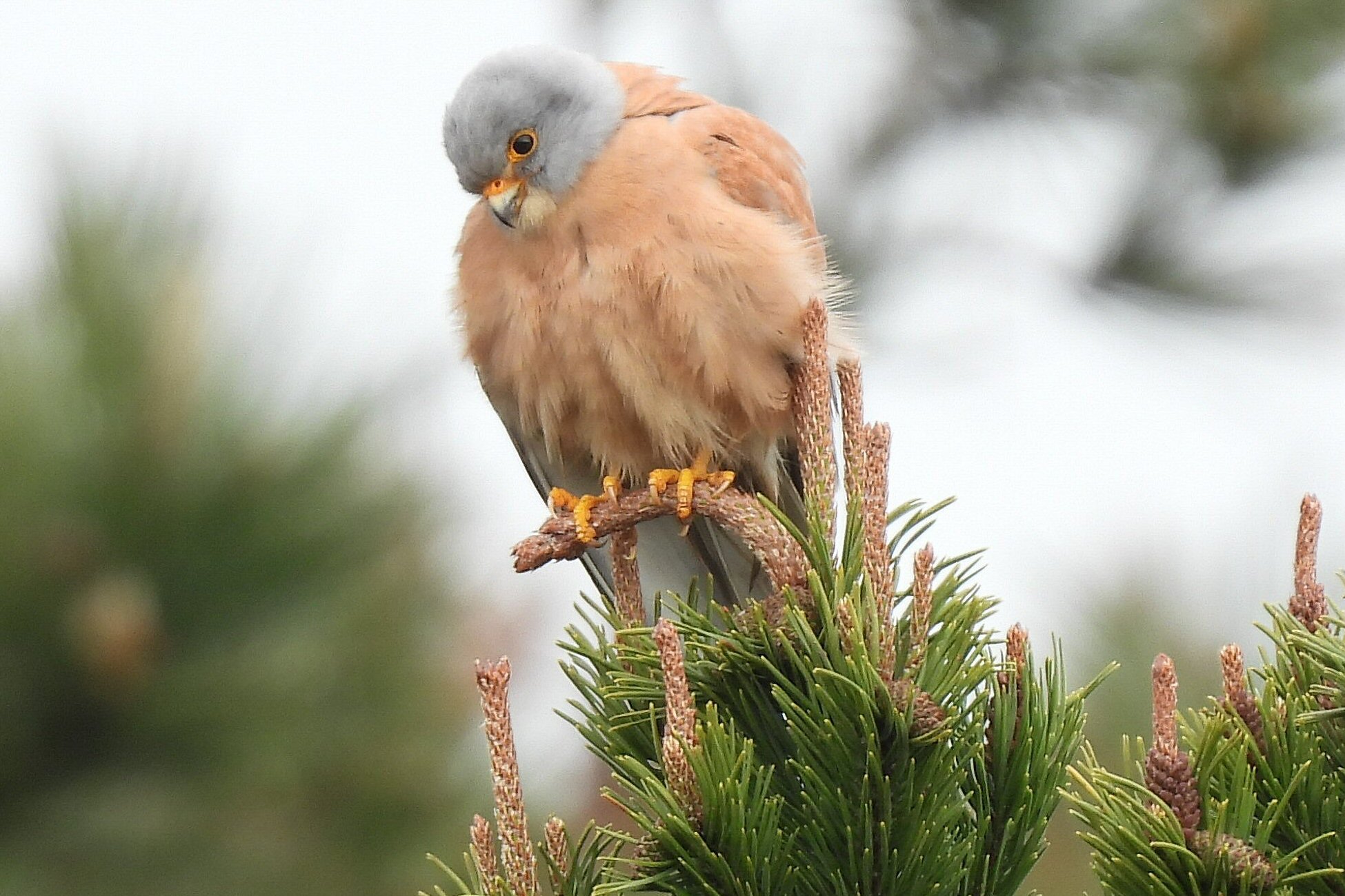 Lesser Kestrel